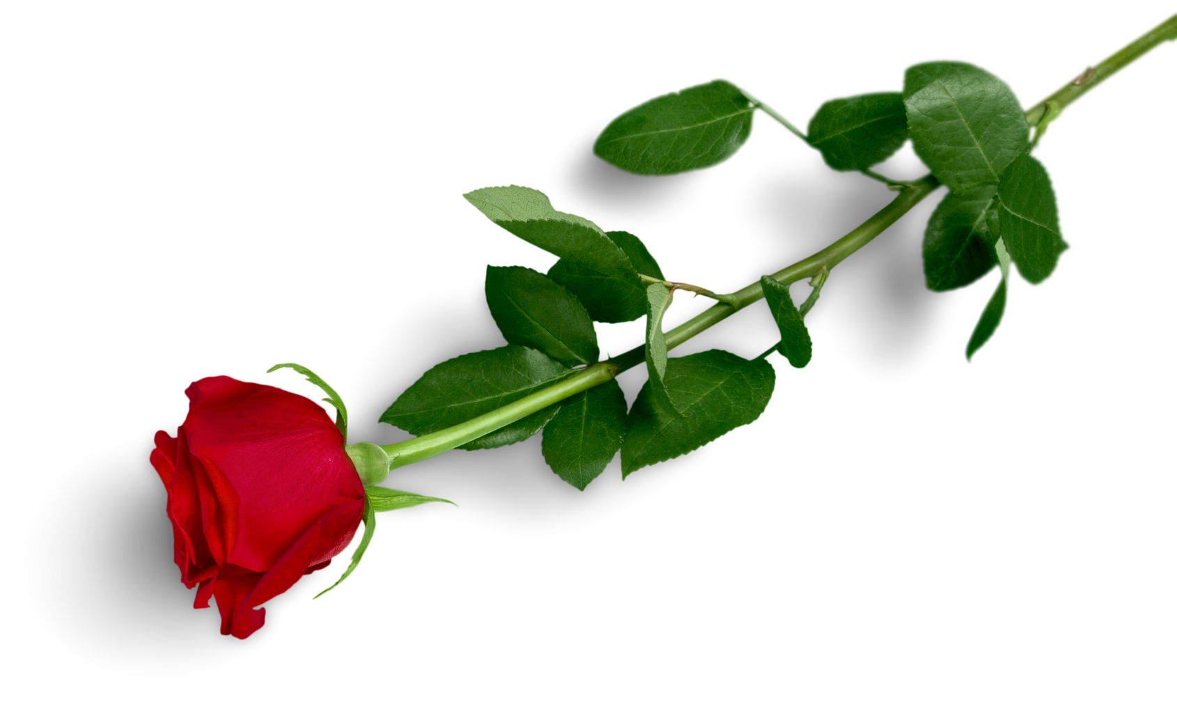 Red Rose with Green Stem